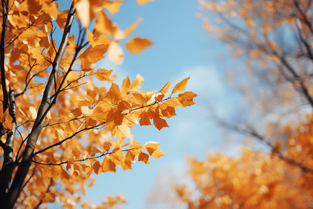 Generative AI Image of Trees with Yellow Leaves in Autumn Seasonの素材