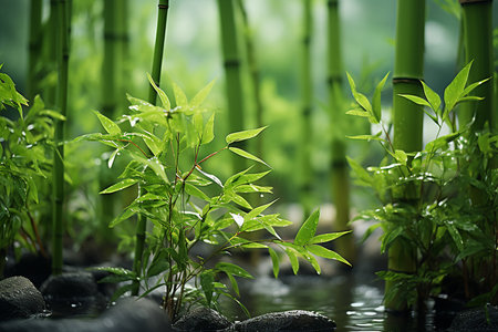 Generative AI Image of Fresh Green Bamboo Leaves Near a Pondの素材