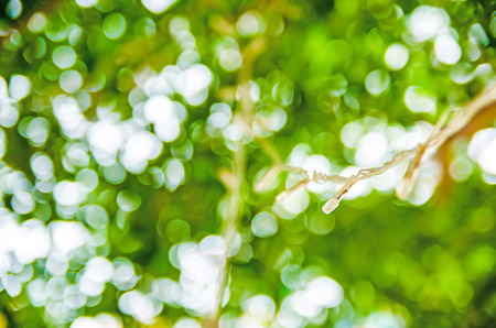 Beauty natural backgrounds for your design bokeh gardenの写真素材