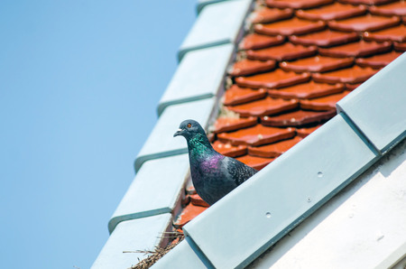 Pigeon. Dove. The large bird genus Columba comprises a group of medium to large stout-bodied...