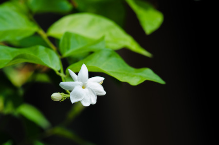 Jasmine flowers and leaves on black background.の写真素材