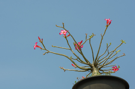 Desert Rose or Pink Bignonia on sky backgroundの写真素材