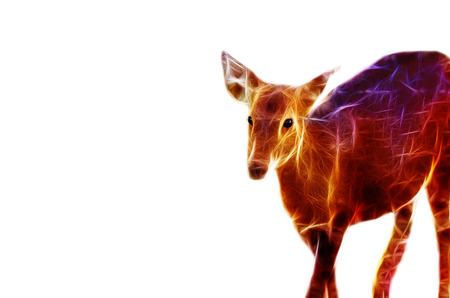 fallow deer calf ( Dama ) walking alone isolated on white backgroundの写真素材