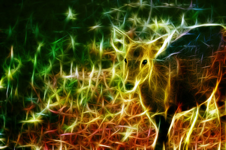 fallow deer calf ( Dama ) walking alone on a gladeの写真素材