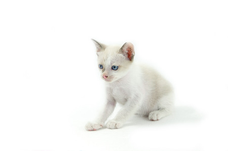 Portrait of blue-eyed cat isolated on white background の写真素材