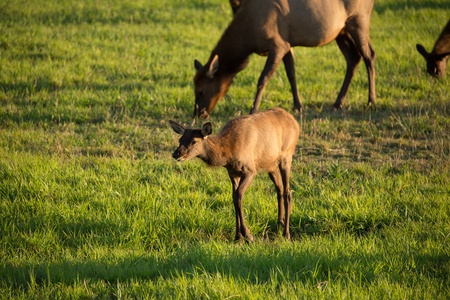 Herd of Elk in Oregonの写真素材