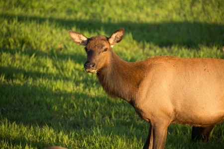 Herd of Elk in Oregonの写真素材