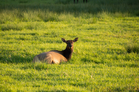Herd of Elk in Oregonの写真素材