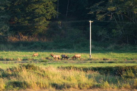 Herd of Elk in Oregon grazing in green grassの写真素材