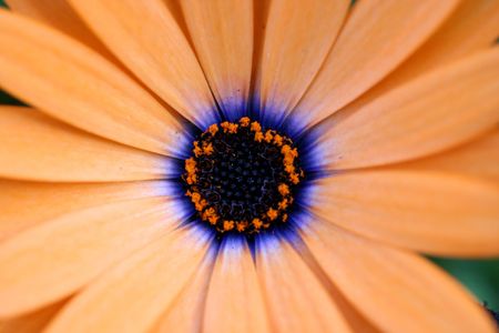 a macro view of the fuzzy center of an orange wildflowerの写真素材