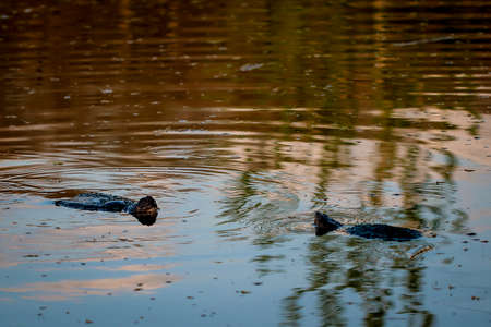 Snapping Turtle in a Pond