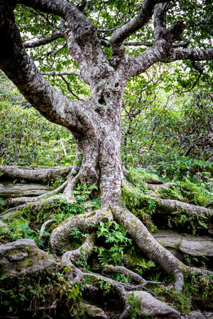 A gnarled, sweet birch tree that grows in the harsh conditions of he Craggy Pinnacle Trail in the Western North Carolina Mountains.の写真素材