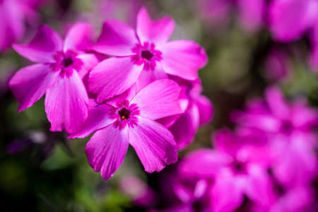 A bright pink variety of tall growing phloxの写真素材