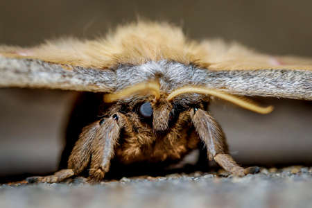 Macro photography image of a polyphemous moth.