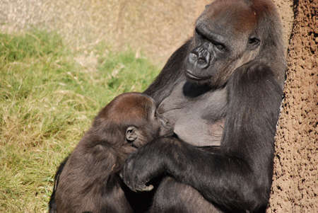 A mother Western Lowland Gorilla nursing her young.  Taken at the Los Angeles Zoo.の写真素材