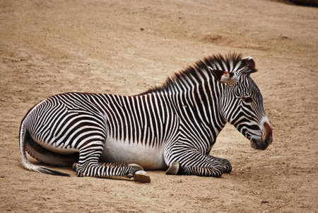 A zebra resting.  Taken at the Los Angeles Zoo.の写真素材