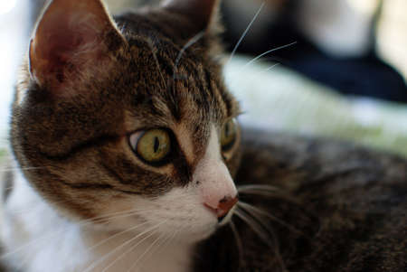 Cat in profile