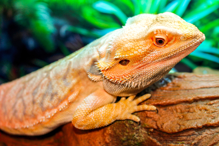 A bearded dragon with orange, blue, and red markings.