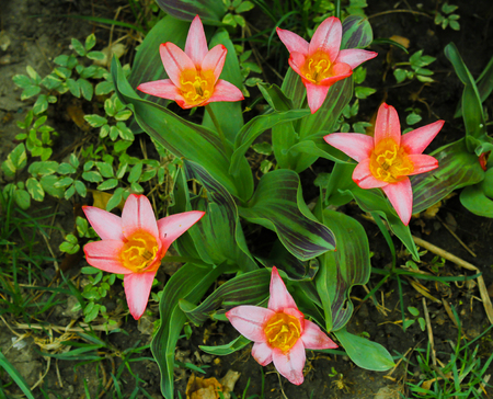 Beautiful blooming pink lily.の写真素材