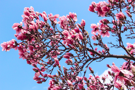 Beautiful blooming cherry blossom tree branches on a spring day.の写真素材
