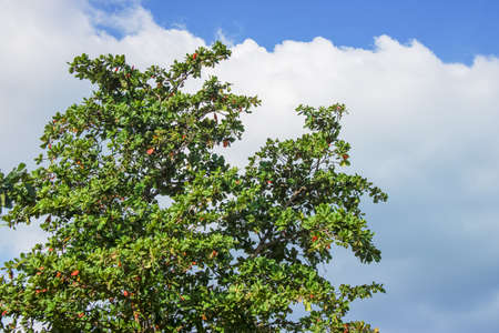 Clear sky with clouds and green tree.の写真素材
