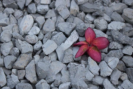 Withered flowers on a red pebble gray.の写真素材