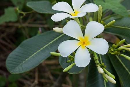 Frangipani, white, green leaves make a refreshing and comfortable.の写真素材