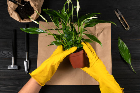 The concept of home flower pot and plant care.の写真素材