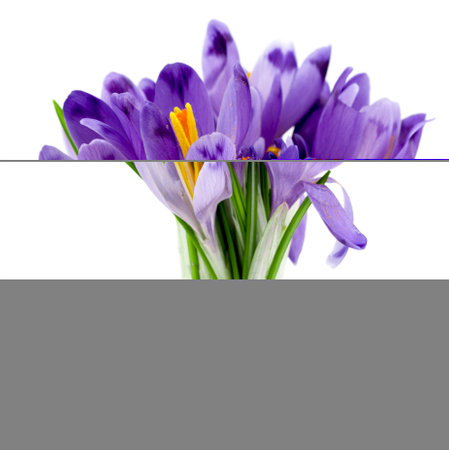 Bouquet Of Spring Crocuses On A White Backgroundの写真素材