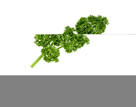Parsley isolated on white backgroundの写真素材
