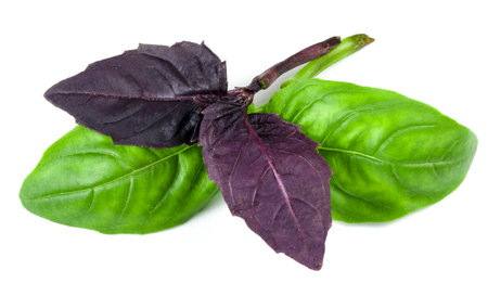 leaf of basil on white backgroundの写真素材