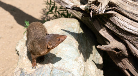 Common mongoose (Mungos mungo) on a rockの写真素材