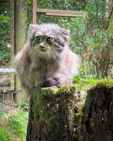 Pallas's cat is sitting on a stump.の写真素材