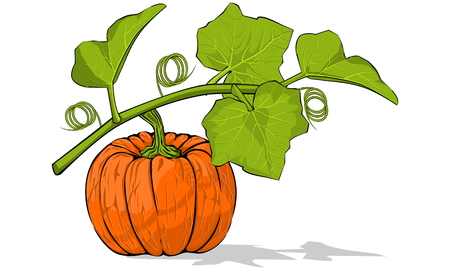 Pumpkin under its leavesのイラスト素材