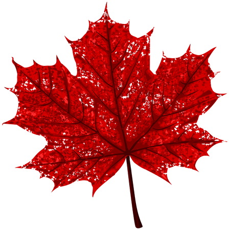 Decayed maple leaf on transparent Backgroundのイラスト素材