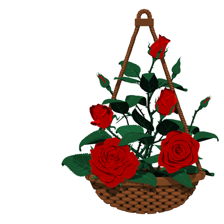 Isolated hanging basket of many rosesのイラスト素材