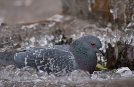A frozen fountain in Florence, Italy during February 2012 cold snapの写真素材