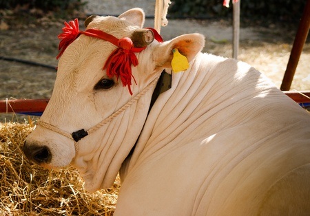 Maremmana cow with cutted horns and red hornamentの写真素材