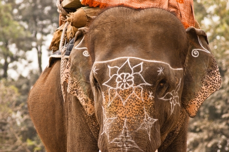 Domesticated indian elephant with flower white signs, Patwal, Indiaのeditorial素材