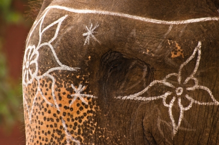 Eye detail of an indian  elephant with white decorations, Patwal, Indiaのeditorial素材