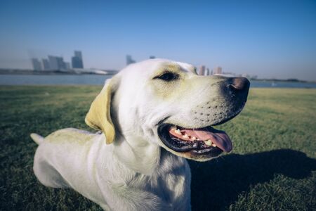 A Labrador dog that plays on the city's outdoor lawn.の写真素材