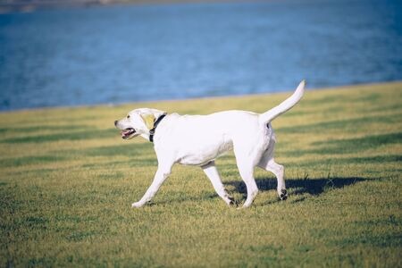 A Labrador dog that plays on the city's outdoor lawn.の写真素材