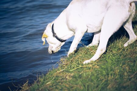 A Labrador dog that plays on the city's outdoor lawn.の写真素材