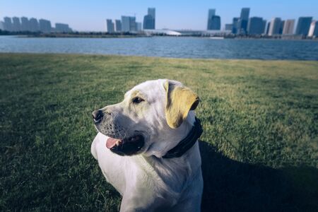 A Labrador dog that plays on the city's outdoor lawn.