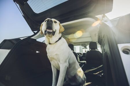 A Labrador dog that plays on the city's outdoor lawn.の写真素材
