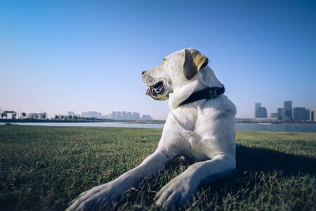 A Labrador dog that plays on the city's outdoor lawn.