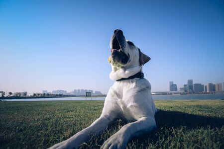 A Labrador dog that plays on the city's outdoor lawn.の写真素材