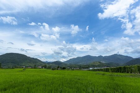 Landscape background of green grass, blue sky and white clouds in rice field.の写真素材