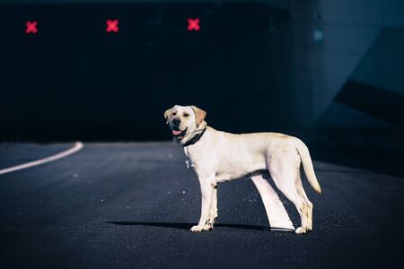 A Labrador dog that plays on the city's outdoor lawn.の写真素材