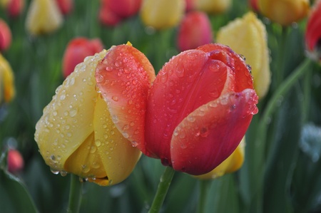 Tulips at Beijing Zhongshan Parkの写真素材
